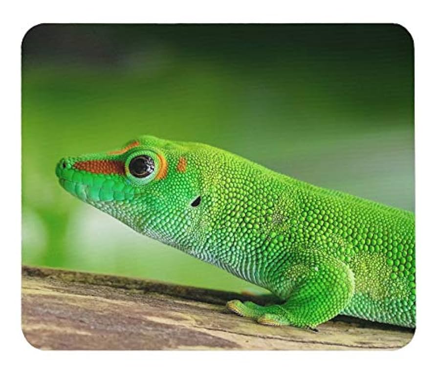 Amazon.co.jp: マダガスカルヒルヤモリのマウスパッド 2：フォト